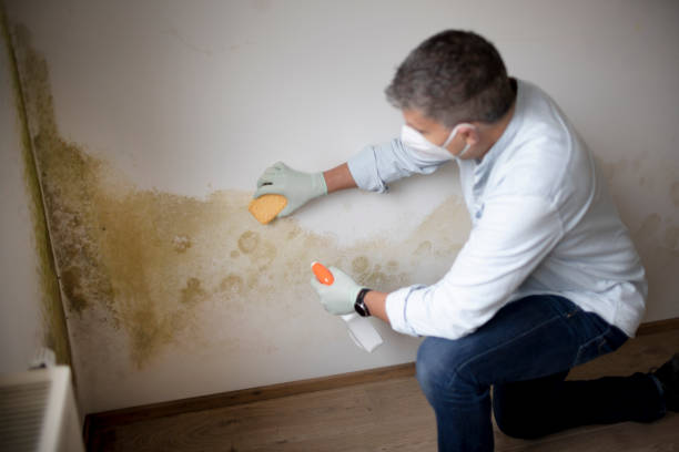 Biohazard Mold Removal in Gardnertown, NY