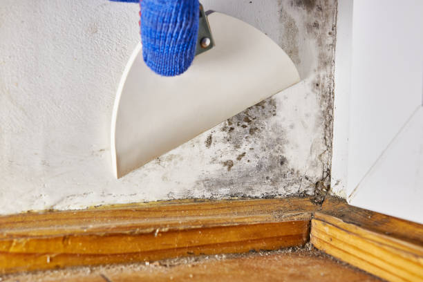 Best Air Quality Testing for Mold Spores  in Gardnertown, NY