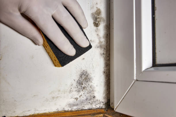 Best Mold Documentation for Insurance Claims  in Gardnertown, NY